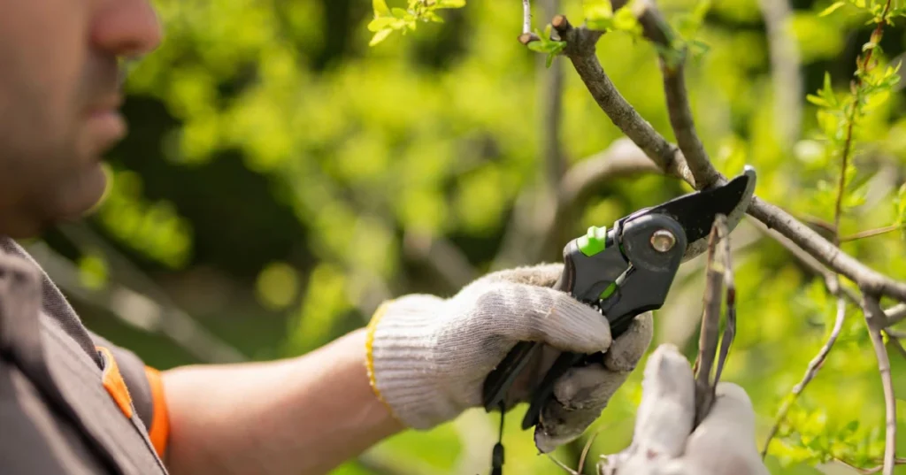 landscaping services in Halifax & Bedford